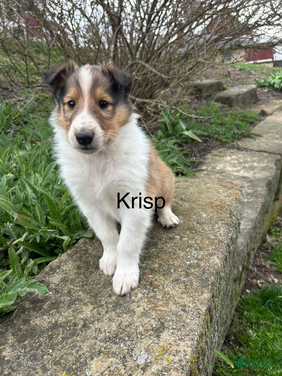 Collie dogs for sale: Krisp - Ad 1