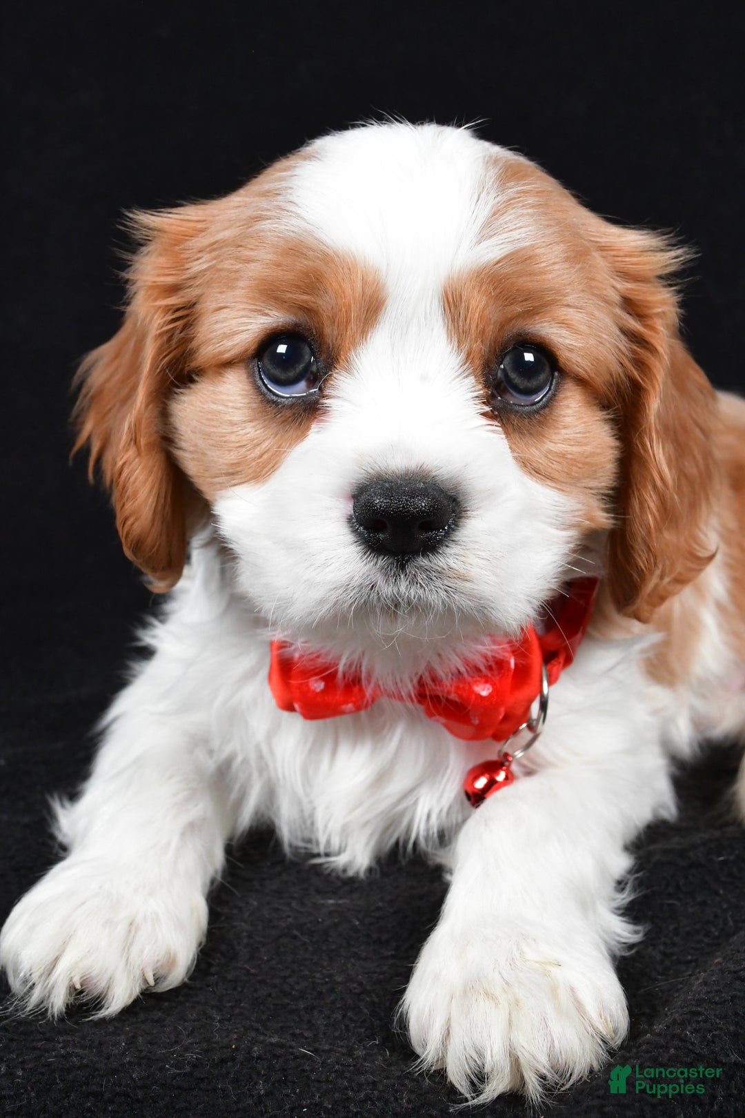 Cavalier King Charles Spaniel dogs for sale: Flash - Ad 3