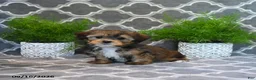 Shorkie dogs for sale: Owen - Ad 1