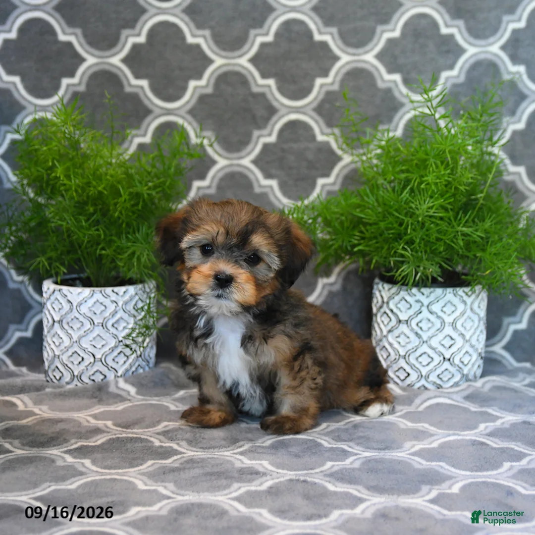 Shorkie dogs for sale: Owen - Ad 1