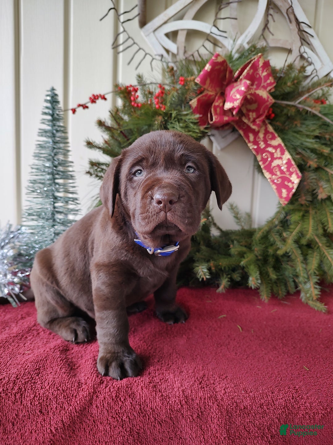 Labrador Retriever dogs for sale: Rugar - Ad 5