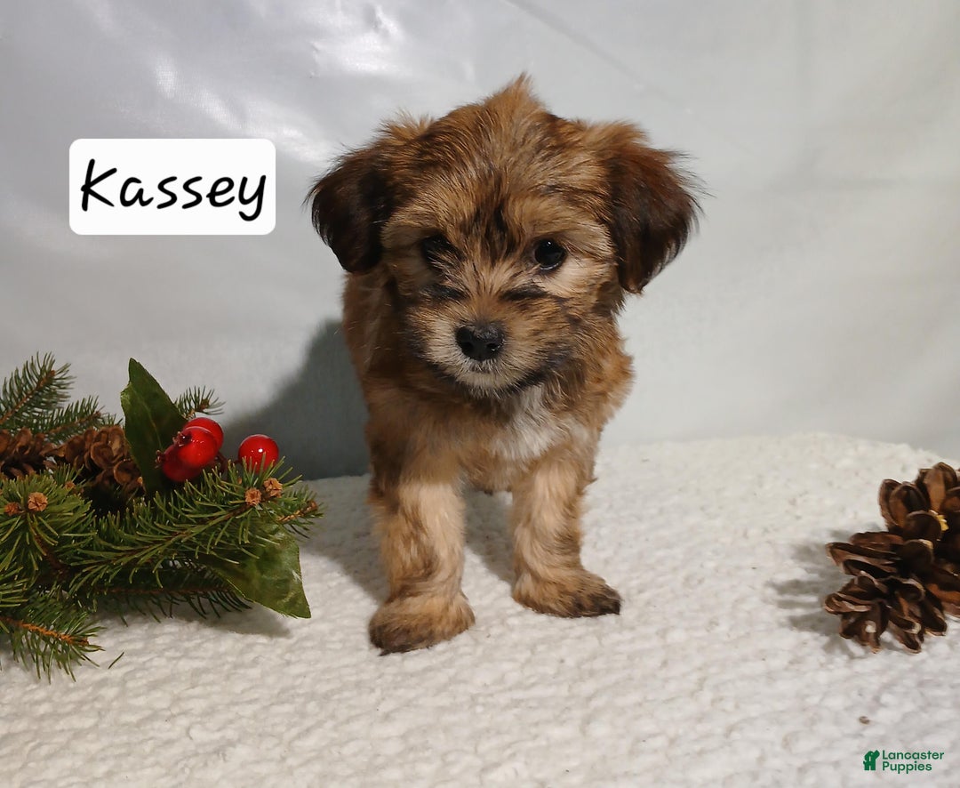 Yorkiepoo dogs for sale: Kassey - Ad 2