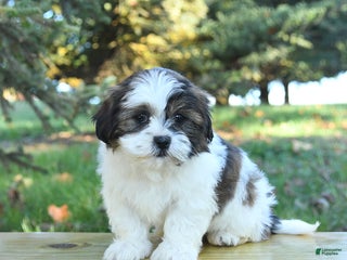 Shih Tzu dogs - Ad 19
