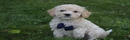 Mini Goldendoodle dogs for sale: Domino 💎 - Ad 1