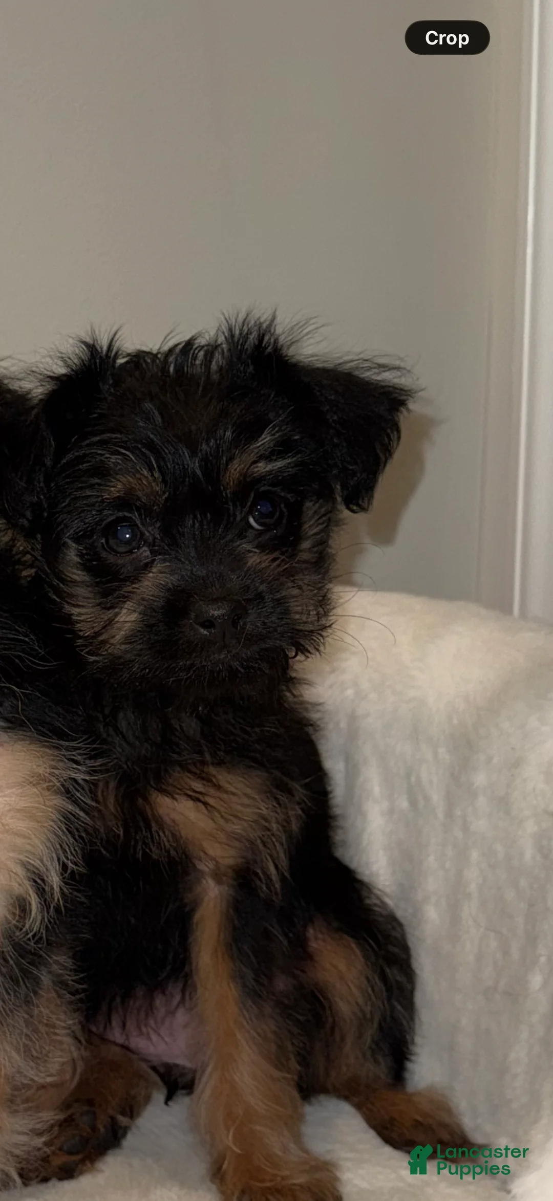 Morkie dogs for sale: Morkie Puppy 1 - Ad 2