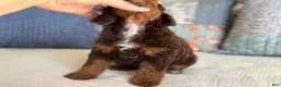 Miniature Poodle dogs for sale: Artie - Ad 13