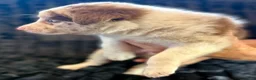 Border Collie dogs for sale: Buttercup - Ad 5