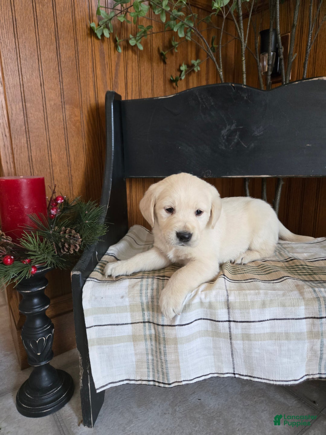 Goldador dogs for sale: Todd - Ad 1