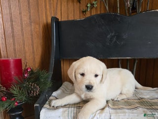 Goldador dogs Todd - Ad 16