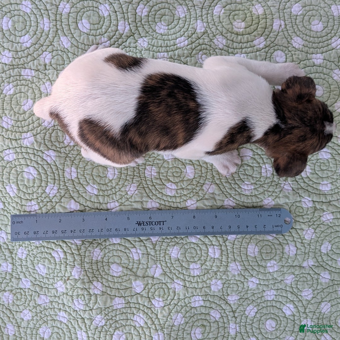 Rat Terrier dogs for sale: Chai - Ad 10