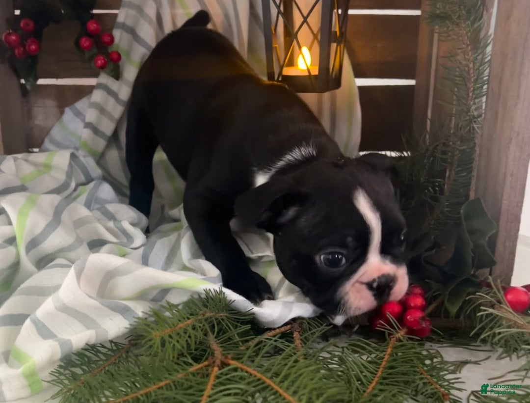 Boston Terrier dogs for sale: Max - Ad 3