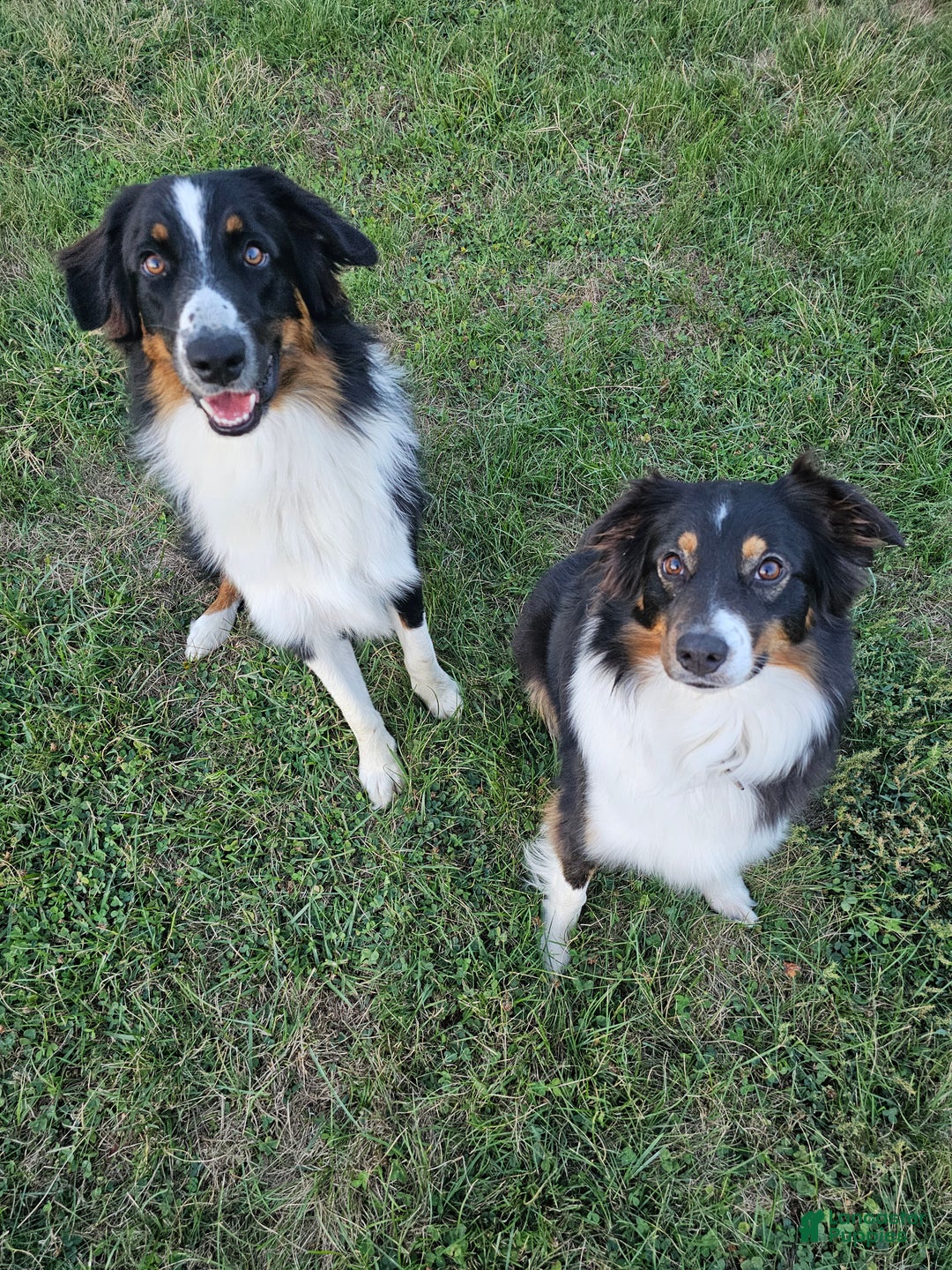 Australian Shepherd dogs for sale: Half n' Half - Ad 7