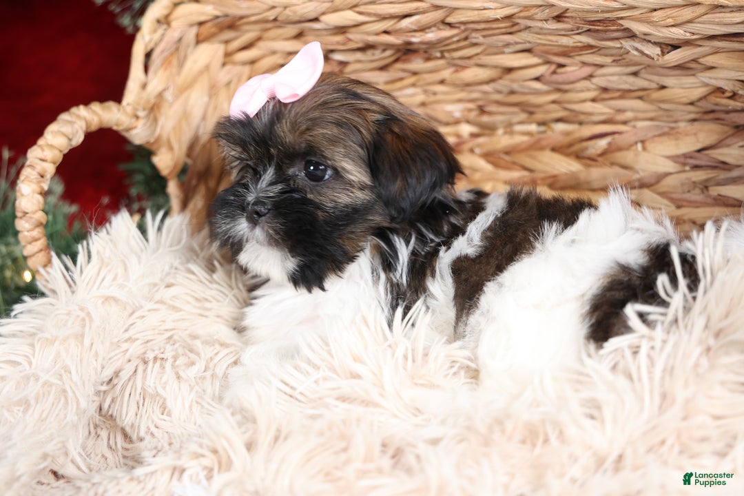 Shih Tzu dogs for sale: Penny - Ad 22