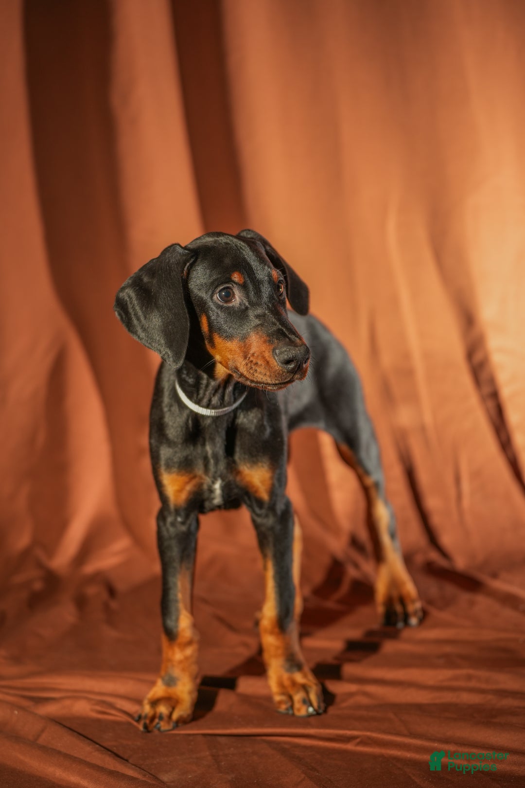 Doberman Pinscher dogs for sale: Gray - Ad 7