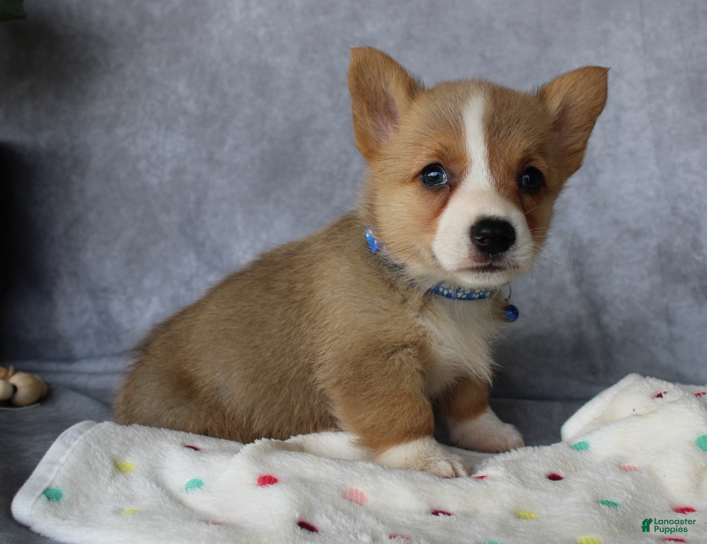 Welsh Corgi Pembroke dogs Lily - Ad 1