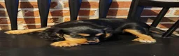 Cavalier King Charles Spaniel dogs for sale: Snickers - Ad 4