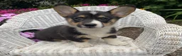 Welsh Corgi Pembroke dogs for sale: Jasper - Ad 2