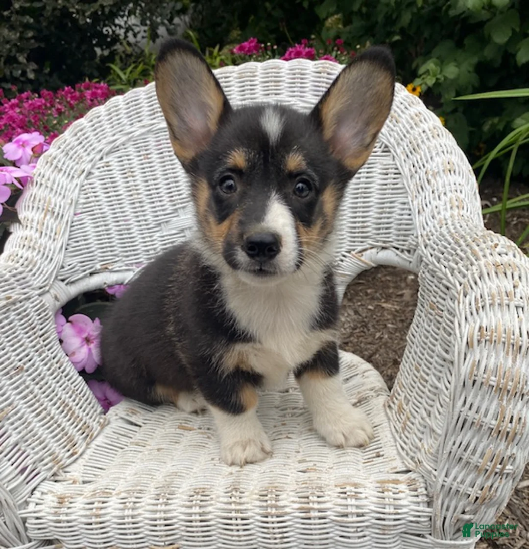 Welsh Corgi Pembroke dogs for sale: Jasper - Ad 2