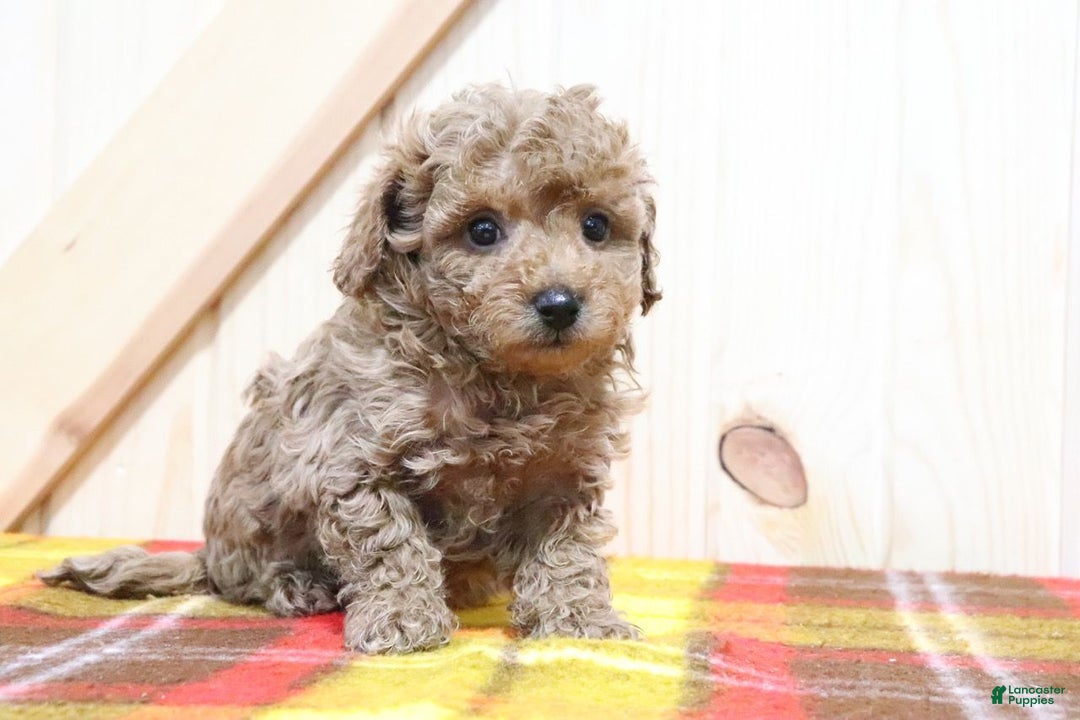 Bichpoo dogs for sale: Izzy - Ad 2