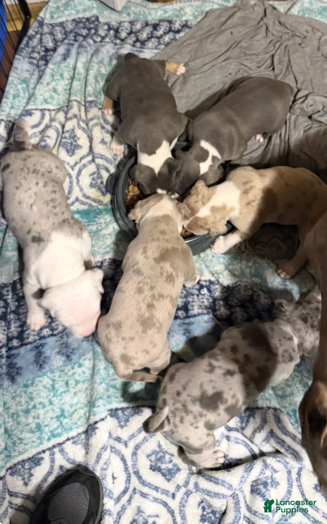 American Bully dogs for sale: American Bully 1 *Draco* - Ad 2