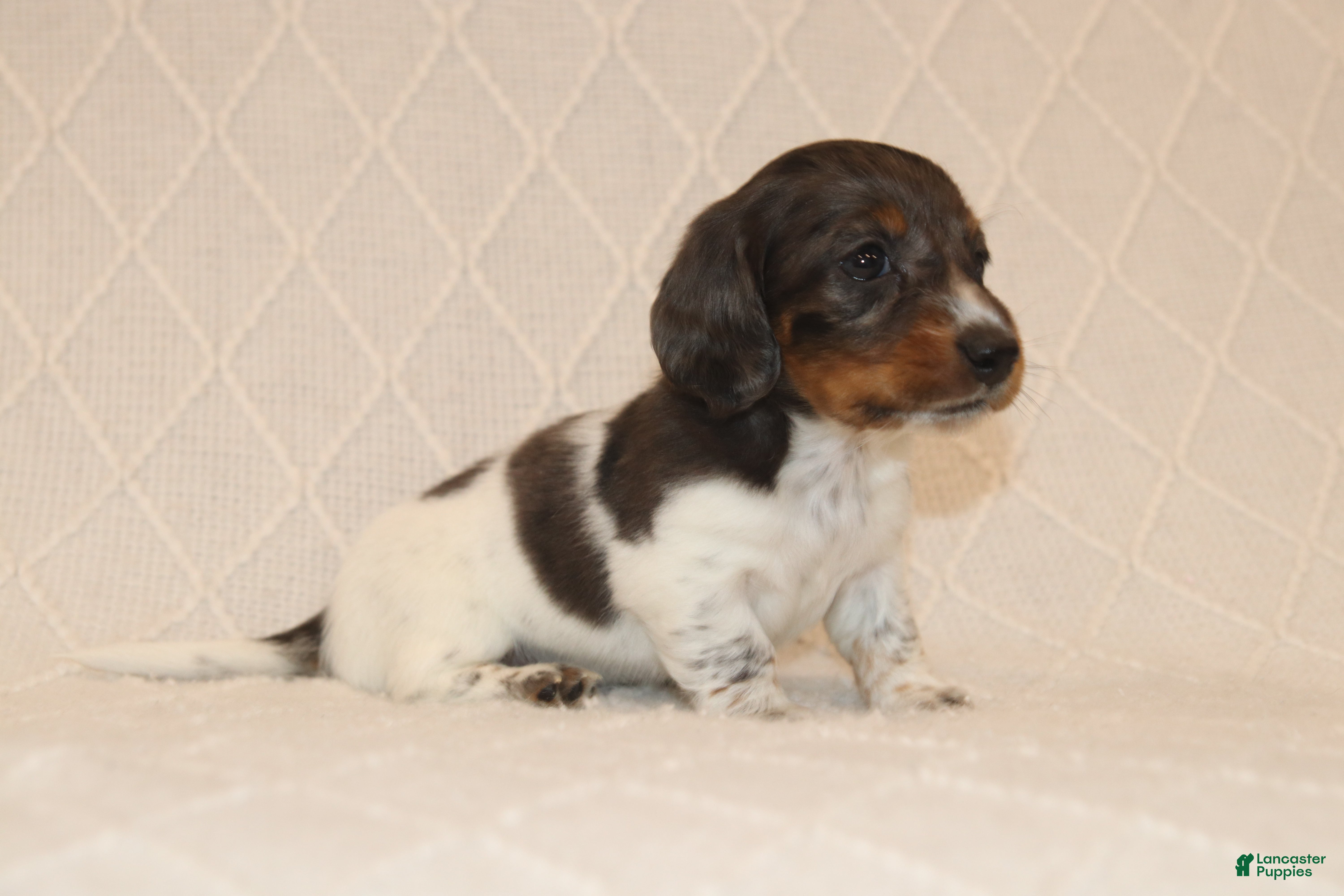 Miniature Dachshund dogs Milo - Ad 1