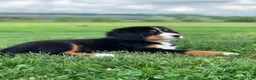 Bernese Mountain Dog dogs for sale: Pluto - Ad 14
