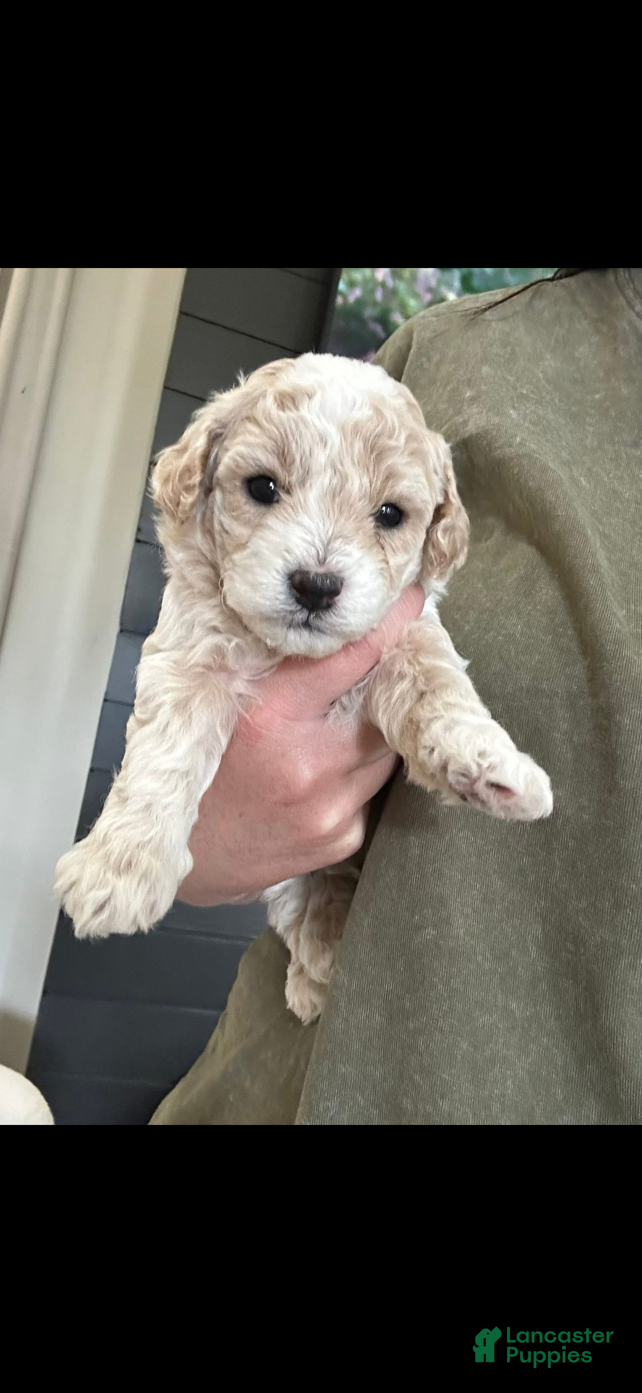 Maltipoo dogs Maltipoo Puppy 4 - Ad 14