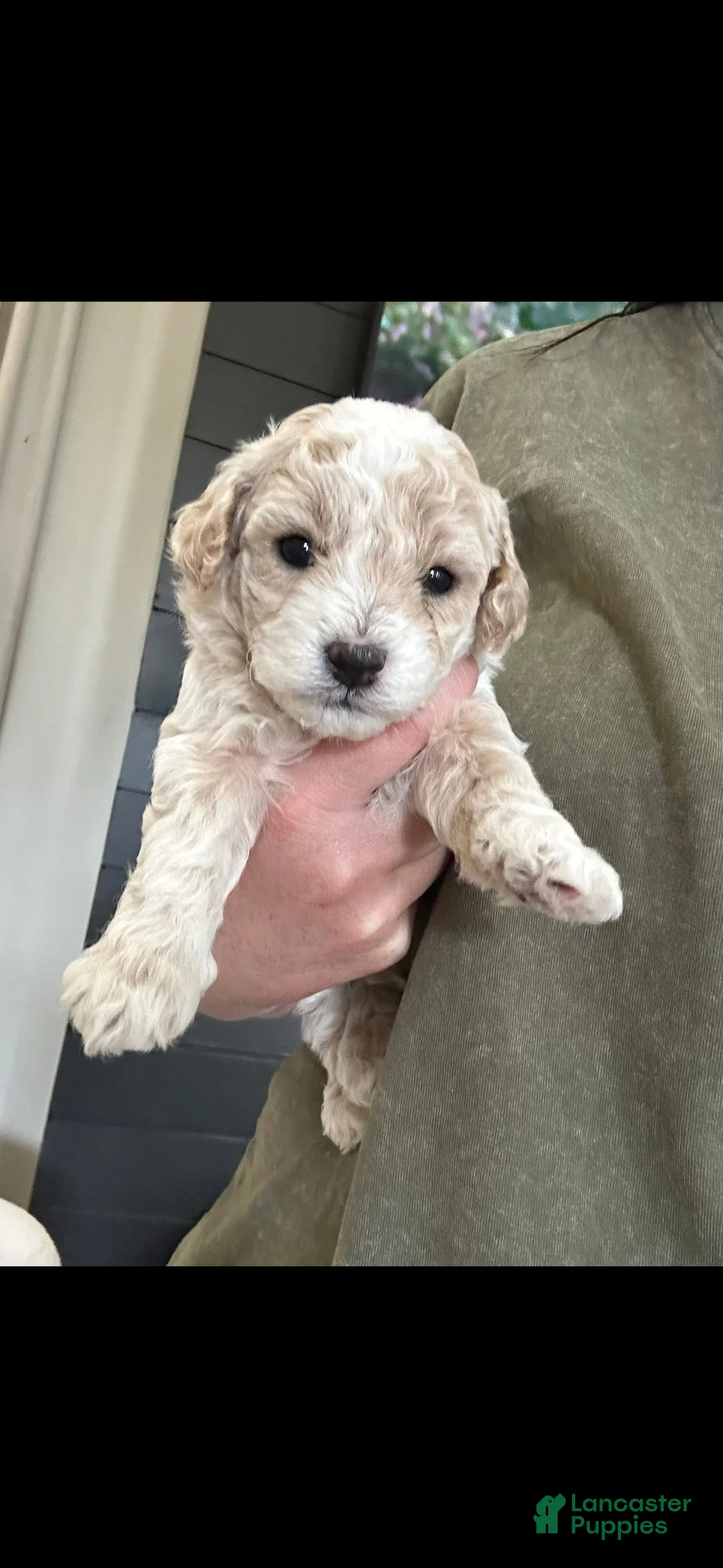 Maltipoo dogs for sale: Maltipoo Puppy 4 - Ad 1
