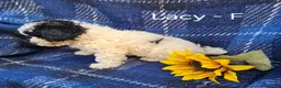 Miniature Poodle dogs for sale: Lacy - Ad 3