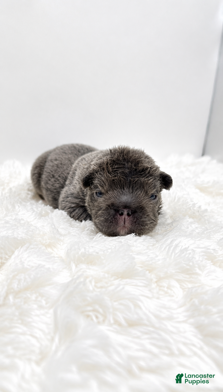 French Bulldog dogs Short Rib - Ad 11