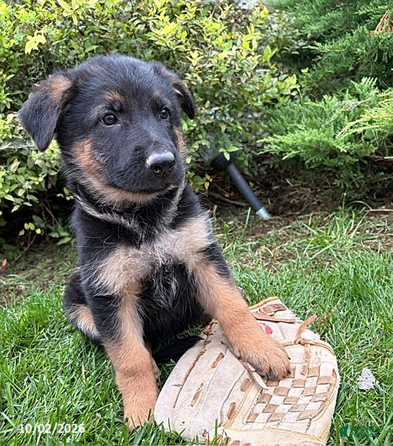 German Shepherd dogs Diesel - Ad 2