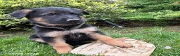 German Shepherd dogs for sale: Diesel - Ad 2