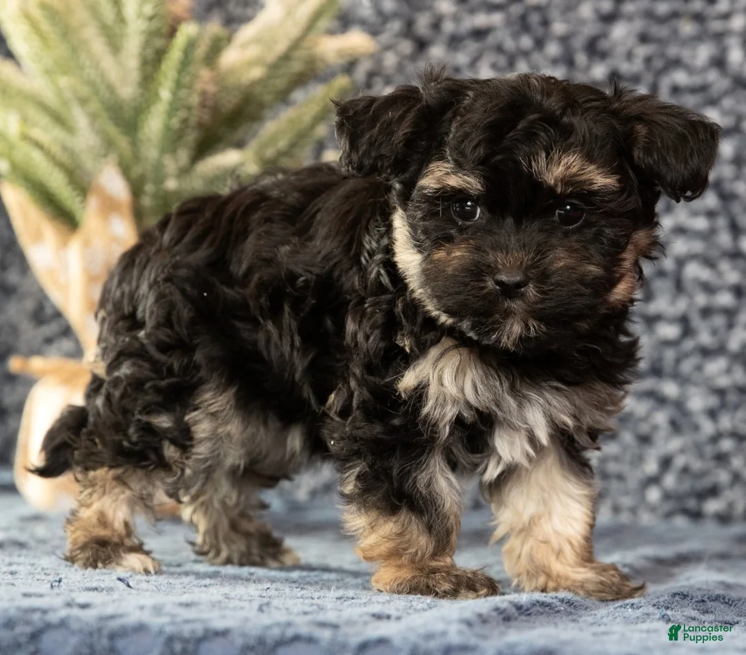 Havapoo dogs for sale: Gina - Ad 8