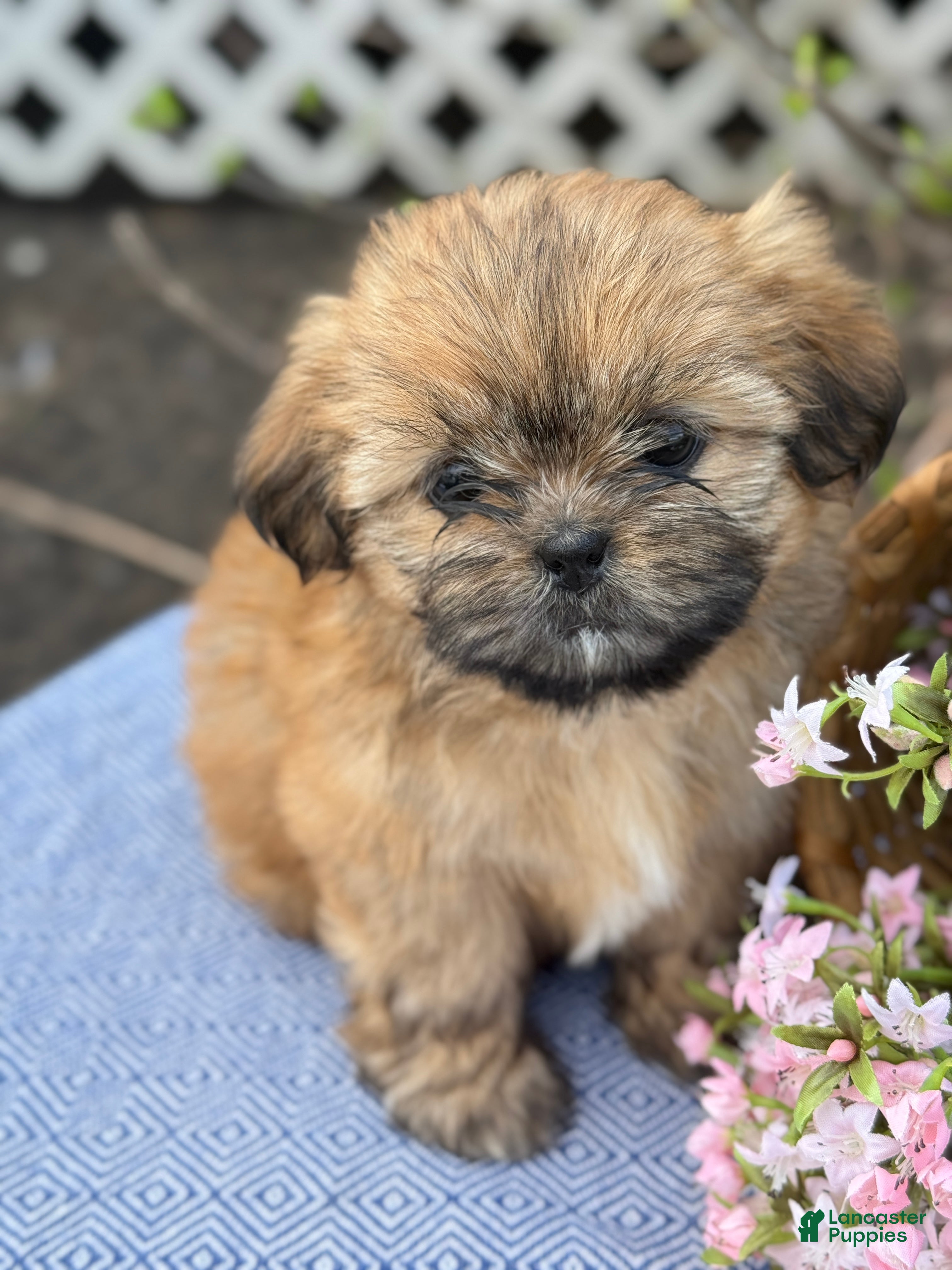 Shih Tzu dogs Daisy - Ad 1