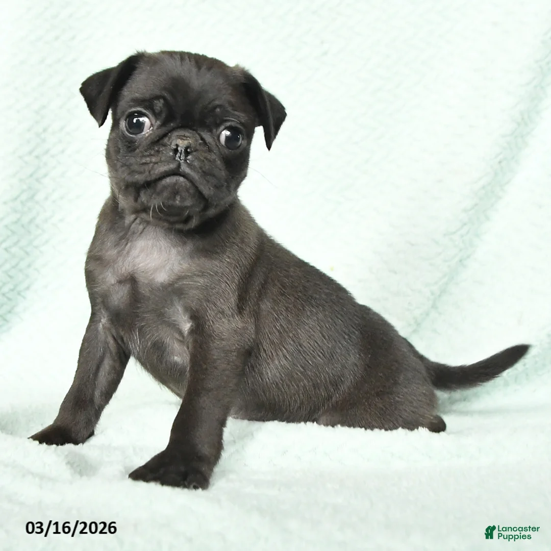 Pug dogs for sale: Amos - Ad 2