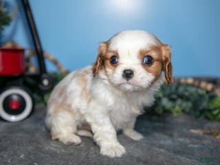 Cavalier King Charles Spaniel dogs Bruce - Ad 29