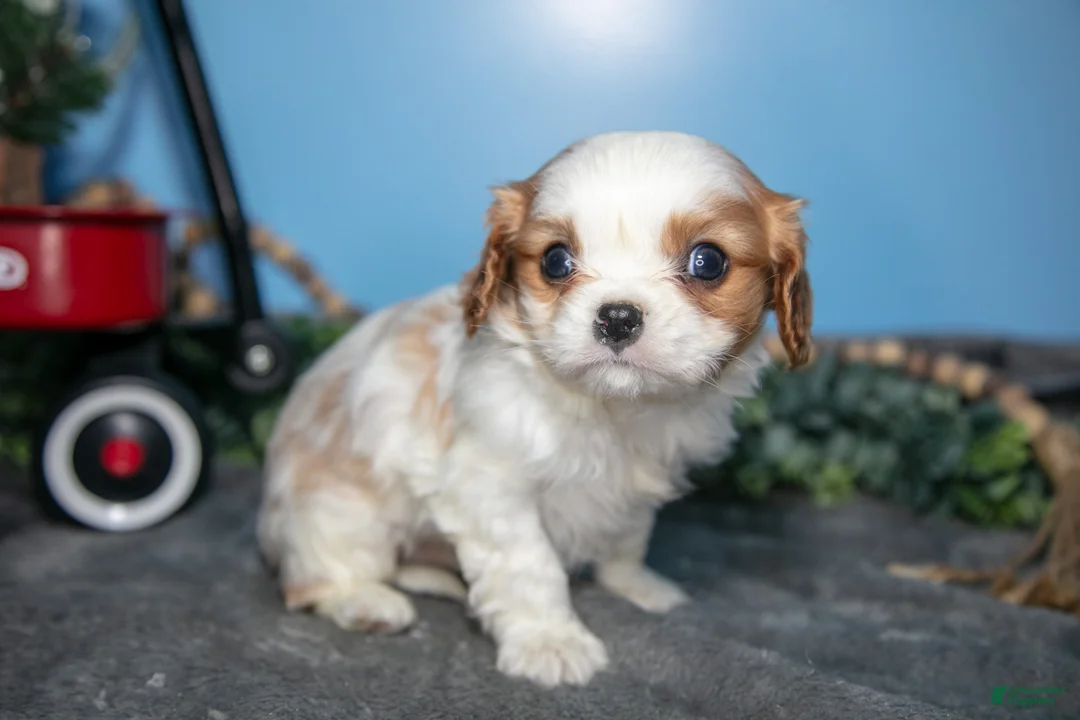 Cavalier King Charles Spaniel dogs for sale: Bruce - Ad 1