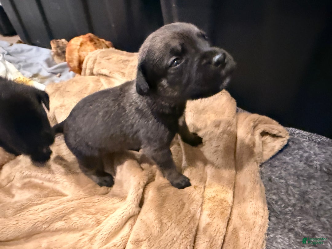 Cane Corso dogs for sale: Reign (light Blue) - Ad 3