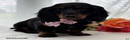 Miniature Dachshund dogs for sale: Sugar Gal - Ad 7