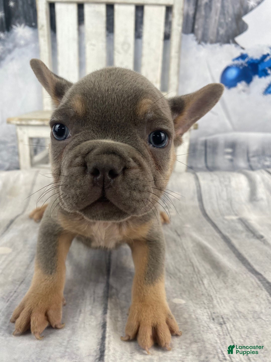 French Bulldog dogs for sale: Jasper - Ad 7