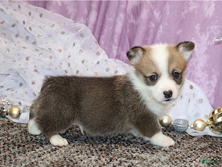 Welsh Corgi Pembroke dogs Brady - Ad 38