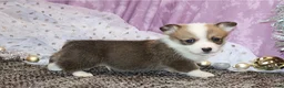 Welsh Corgi Pembroke dogs for sale: Carlotta - Ad 7