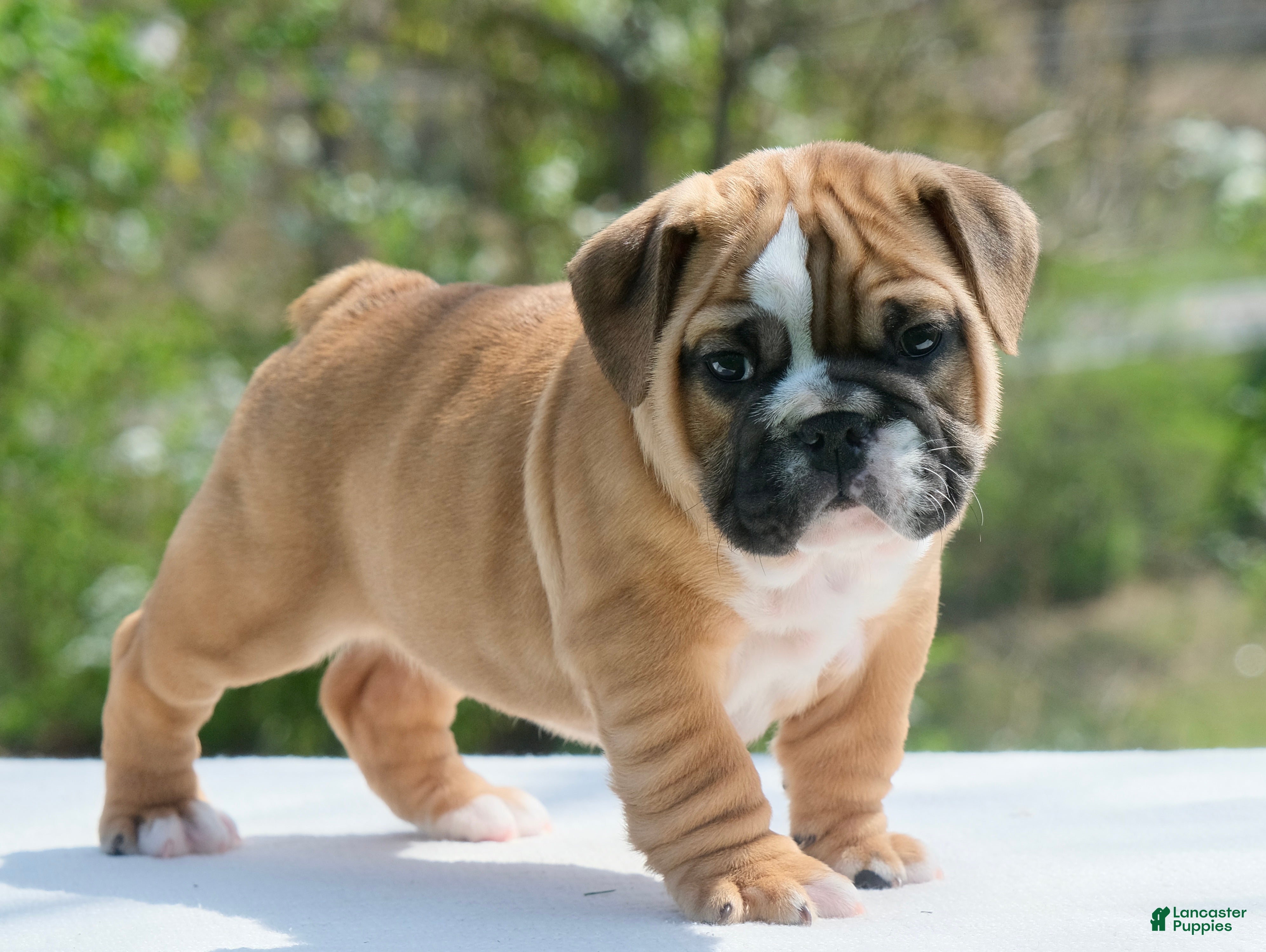 English Bulldog dogs Gucci - Ad 2