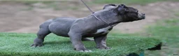 American Bully dogs for sale: Blue Male - Ad 3