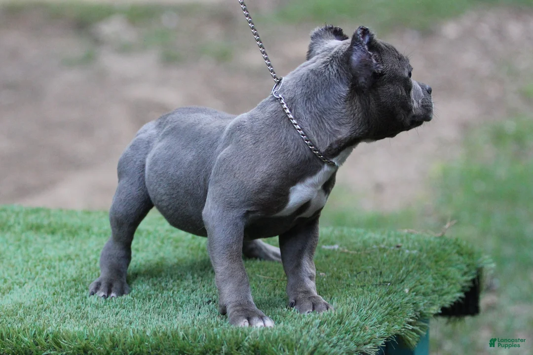 American Bully dogs for sale: Blue Male - Ad 3