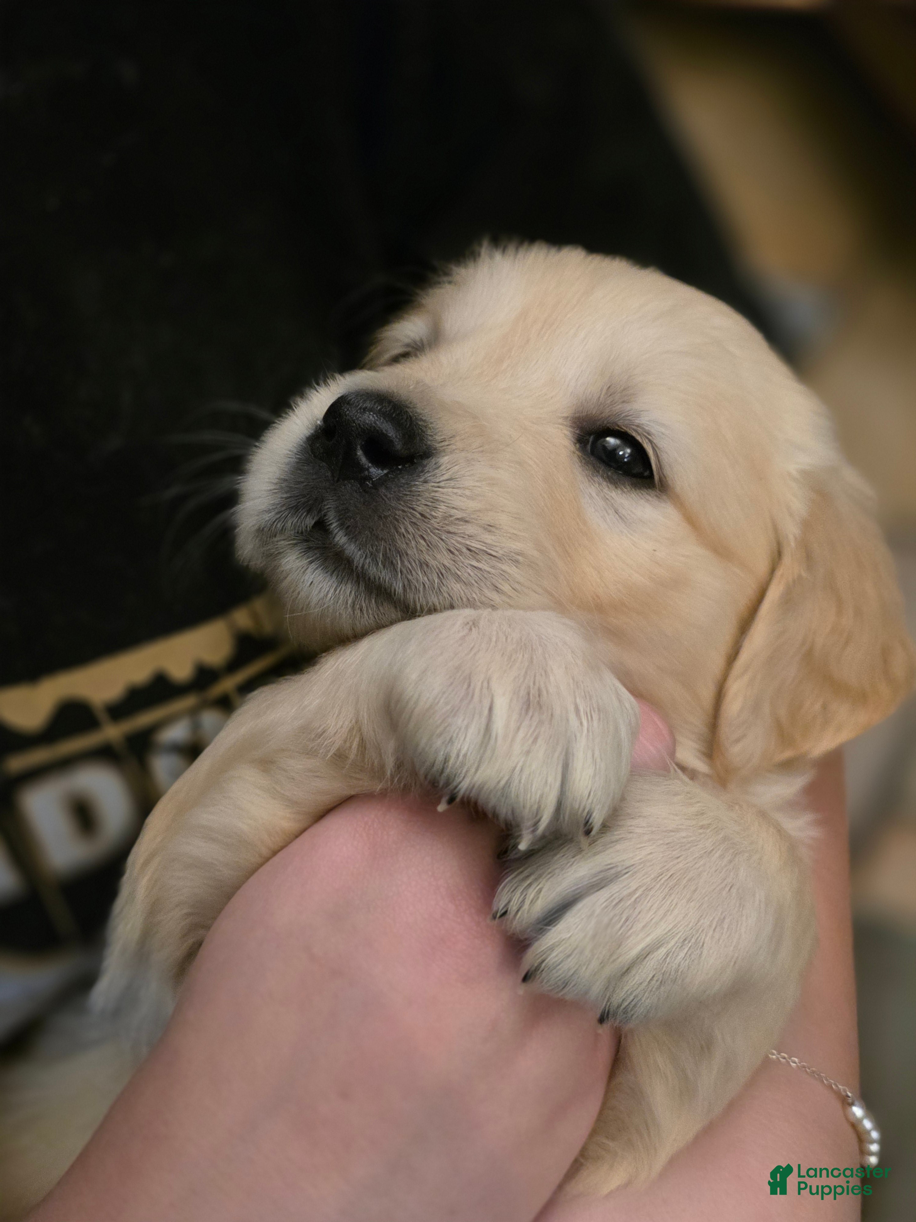 Golden Retriever dogs Fruity Pebbles, Champion Sired - Ad 2