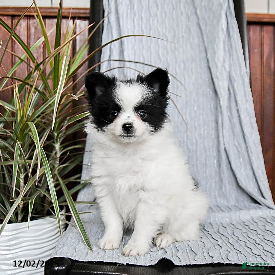 Pomeranian dogs for sale: Muffin - Ad 2