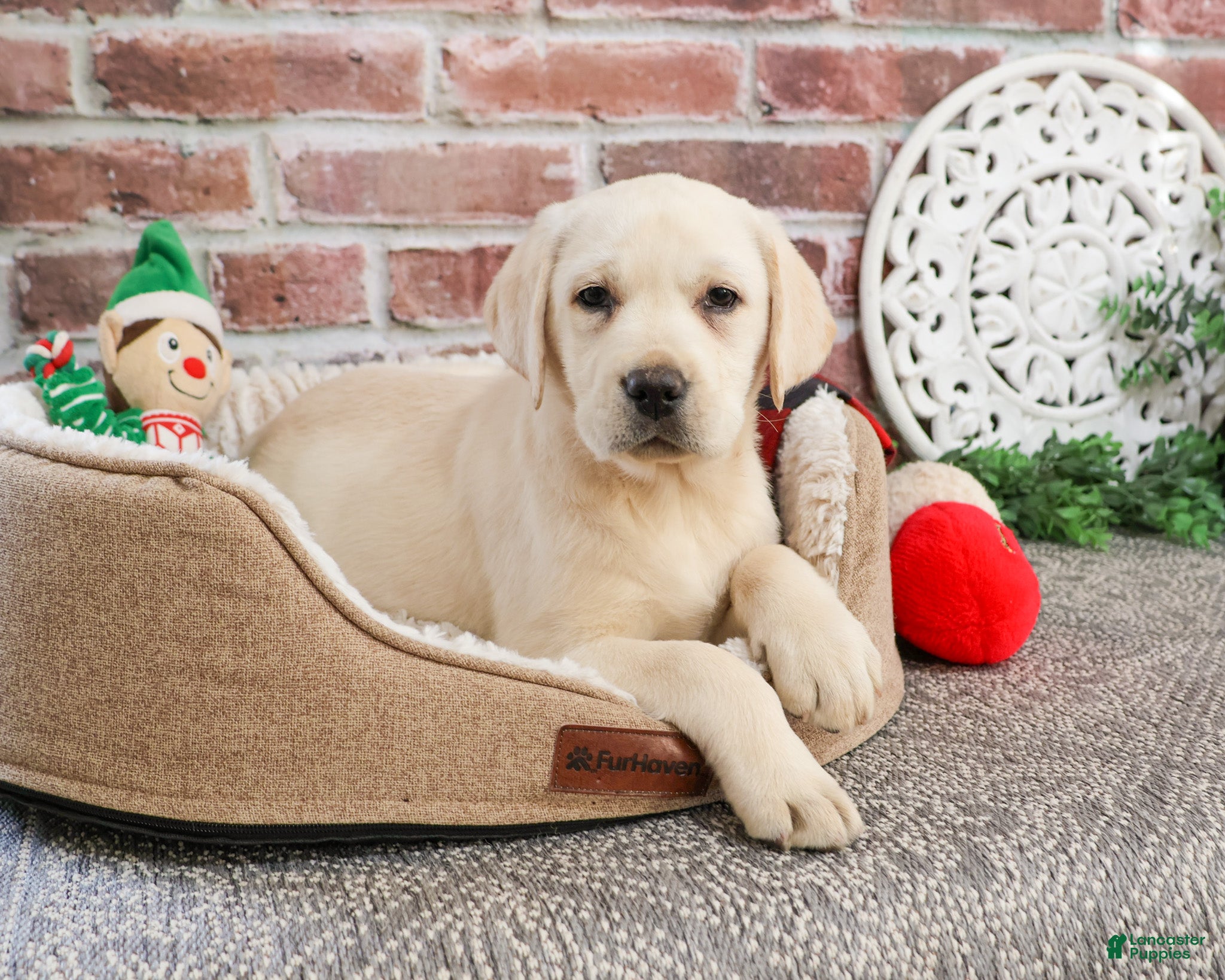 Labrador Retriever dogs Echo  - Ad 4