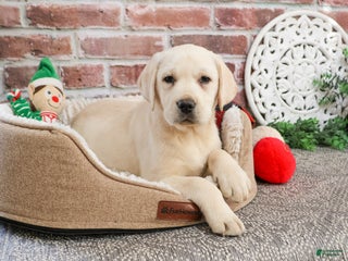 Labrador Retriever dogs Echo - Ad 41