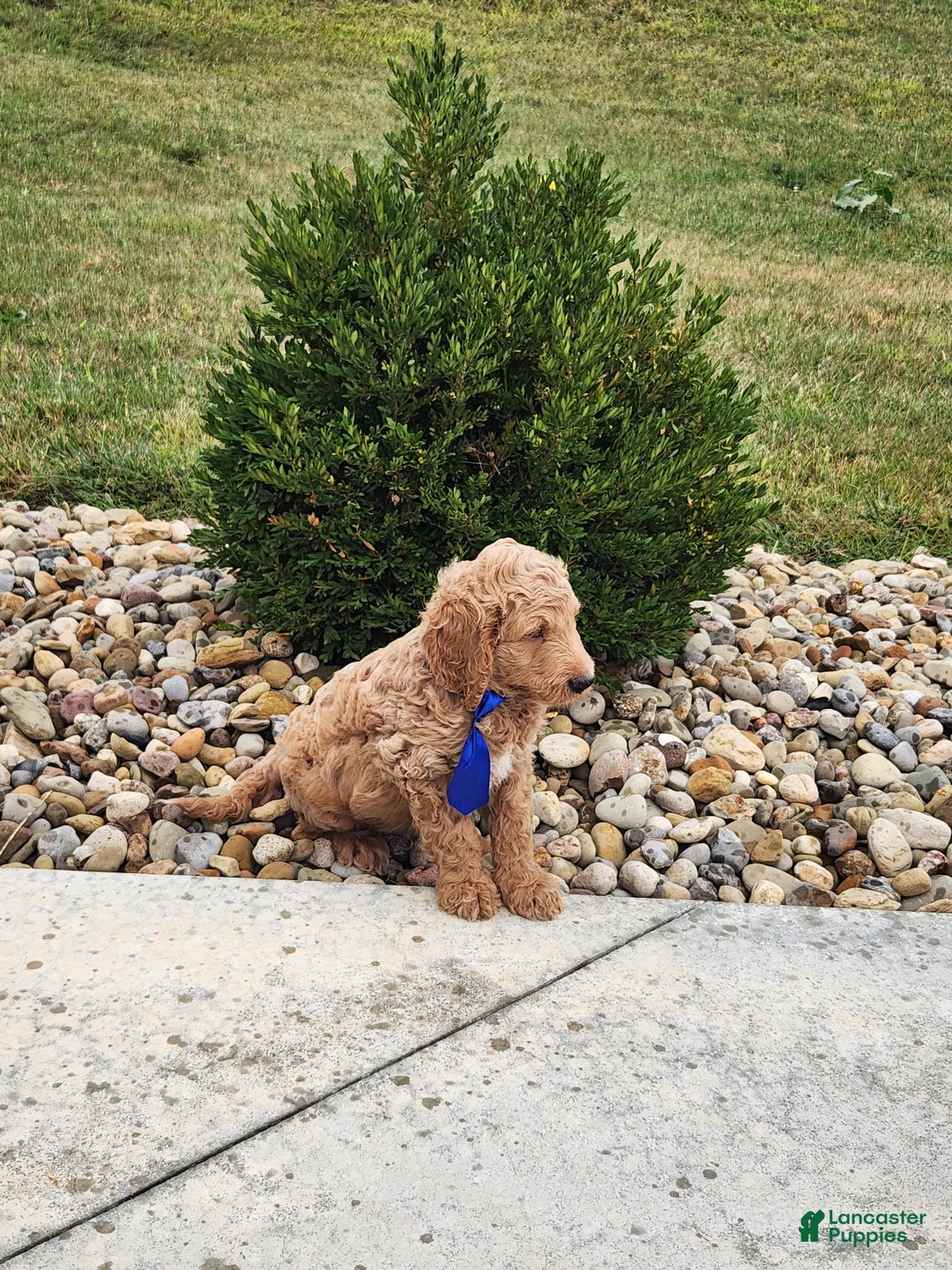 Goldendoodle dogs for sale: Daisy - Ad 13